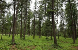 2559 TBD United Copper Mine Rd, Chewelah, WA 99109