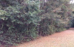 Farris Ave, ELBA, AL 36323
