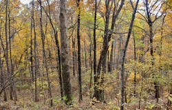 000 Madison 3440, Kingston, AR 72742