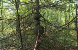 TBD Oikarinen, Hancock, MI 49931