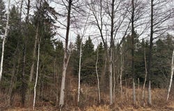 ON Sheep Camp Road, Ladysmith, WI 54848