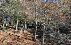 16 crypress Cove, Lewisville, AR 71845