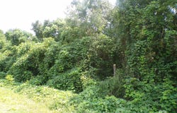 Lipscomb Road, Foley, AL 36535