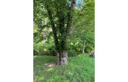 Tbd Morton Dr., Independence, VA 24348