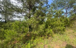0 COUNTY ROAD 349, MAPLESVILLE, AL 36750