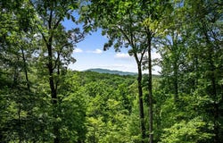 364 Bice Lane, Blue Ridge, GA 30513