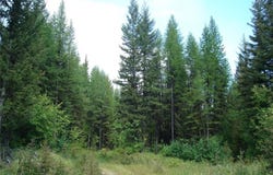 NHN N Beaver Creek, Trego, MT 59934