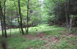 Airport Rd, Lot #4, Lexington, NY 12452