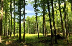 25 Acres TBD Pelissier Lake, Marquette, MI 49855