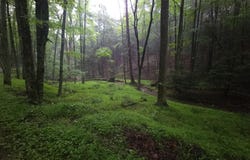 0 SPRIGGLE HOLLOW ROAD, ELLIOTTSBURG, PA 17024