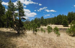 10 N2310, Alpine, AZ 85920