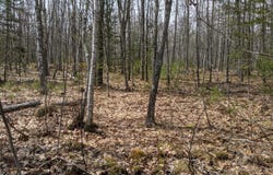 Arrowsic Road, Arrowsic, ME 04530