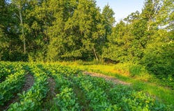 County Road S, Blair, WI 54616