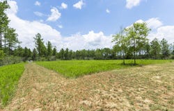 8822 Naturewalk Drive, Jay, FL 32565