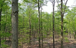 000 Hwy 44, Oswayo, PA 16915