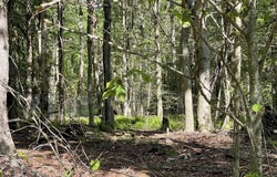 Huckleberry Road, Newfoundland, PA 18445