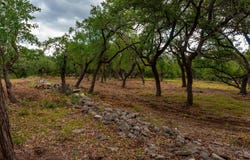 Driftwood, TX 78619