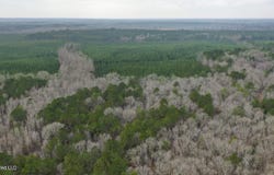 Mount Pilgrim Road, Camden, MS 39045