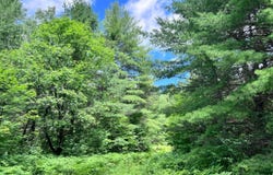 Tittabawassee Trail, Gaylord, MI 49735