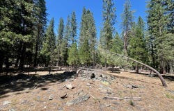 38 Tolowa Trail, Graeagle, CA 96103