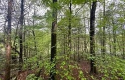 Lot 153 Bear Den Trl, Grandview, TN 37337