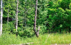 TBD DE TARS, CHARLEVOIX, MI 49720