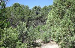 8 & 10 Roadrunner Road, Tijeras, NM 87059