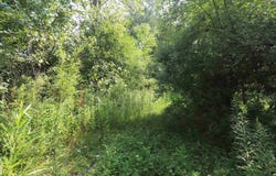 Luce, Flushing, MI 48433