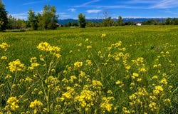 770 COBBLECREST Road, Driggs, ID 83422