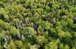 M20L2 E Side Road, Addison, ME 04606