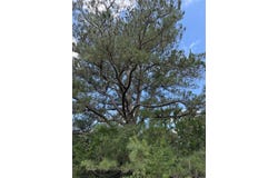 1749 FM 535, Smithville, TX 78957