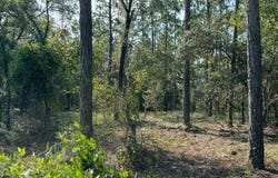 Dunnellon, FL 34431