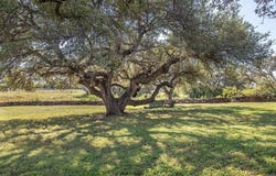 2992 County Road 100, Brady, TX 76825