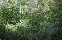 Lot 5 Red Oak Trail, Prescott, MI 48756