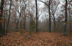 21010 Trailing Vine Rd, Lebanon, MO 65536
