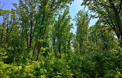Parcel 'b' Deer Lake Rd, Harrison, MI 48625