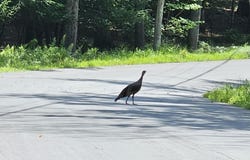 Lot 23.23 Perry Pond Road, Narrowsburg, NY, NY 12764
