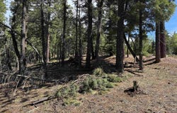 Lot 1662 El Vado Way, Angel Fire, NM 87710