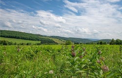 2690 Freer Hollow Road, Franklin, NY 13755