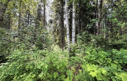 TBD ROCKABYE LN, CURLEW, WA 99118