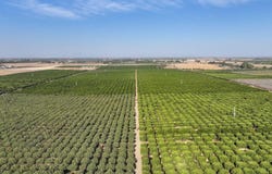 Road 248, Terra Bella, CA 93270