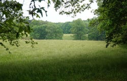 339 MCNUTT Rd, Bear Creek, AL 35543