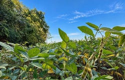 tbd 1 Old Panola Road, SARDIS, MS 38666