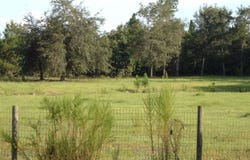 900 BUCKLES ROAD, PIERSON, FL 32180