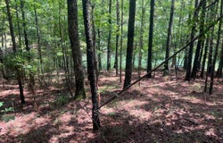 STONEY POINT lot: 83, Double Springs, AL 35553