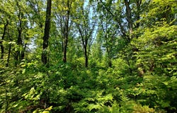 Parcel 'a' Deer Lake Rd, Harrison, MI 48625