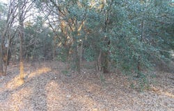 41 Bonaparte Trail, Elloree, SC 29047