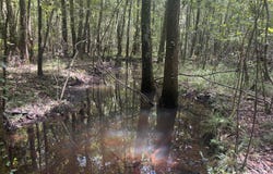 000 Pebble Cove Road, Abbeville, AL 36310