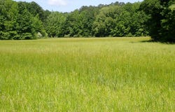 0 County Road 24, Pine Apple, AL 36768