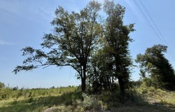 Louella Road, Mc Intosh, AL 36553